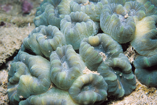  Caulastrea tumida (Torch Coral)